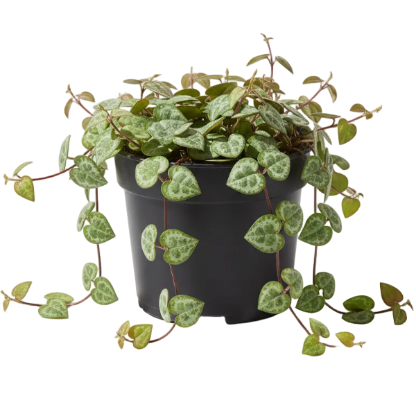 String of Hearts, Ceropegia Woodii, Variegated