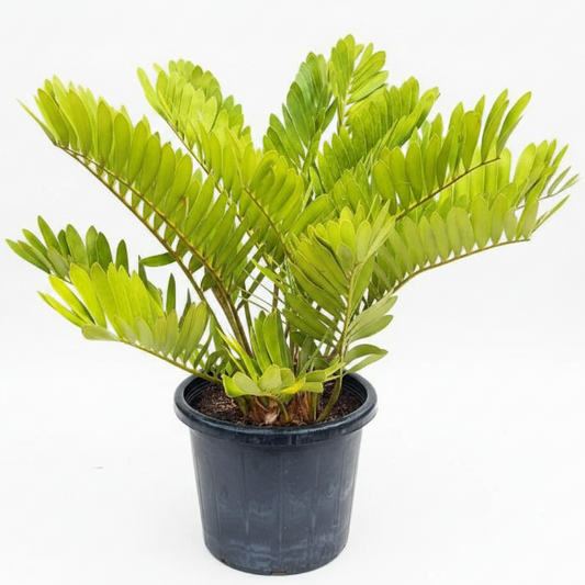 Cardboard Palm, Zamia Furfuracea