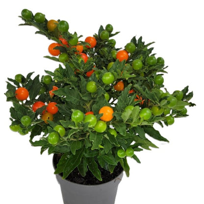 Jerusalem cherry, Solanum pseudocapsicum