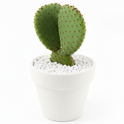 Bunny Ears, Cactus Opuntia Albata