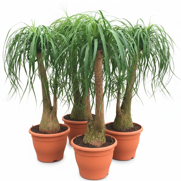 Elephant’s Foot, Beaucarnea Recurvata, Ponytail Palm