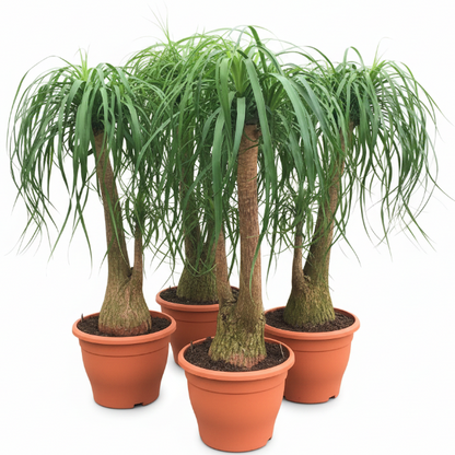 Elephant’s Foot, Beaucarnea Recurvata, Ponytail Palm