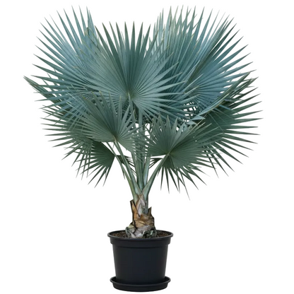 Mexican Blue Palm, Brahea Armata - Greenie.ae Dubai UAE Delivery Online Shop