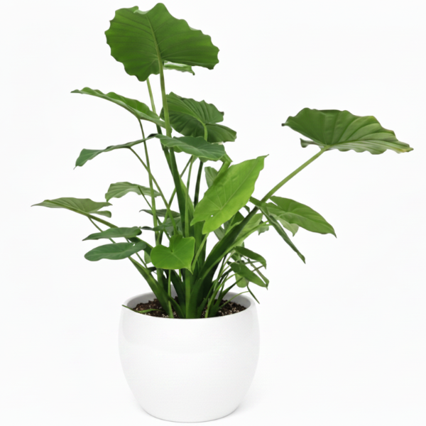 Alocasia Gageana, Elephant Ear, Alocasia California - Greenie.ae Dubai UAE Delivery Online Shop