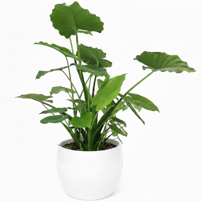 Alocasia Gageana, Elephant Ear, Alocasia California - Greenie.ae Dubai UAE Delivery Online Shop
