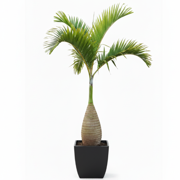 Bottle Palm, Hyophorbe Lagenicaulis