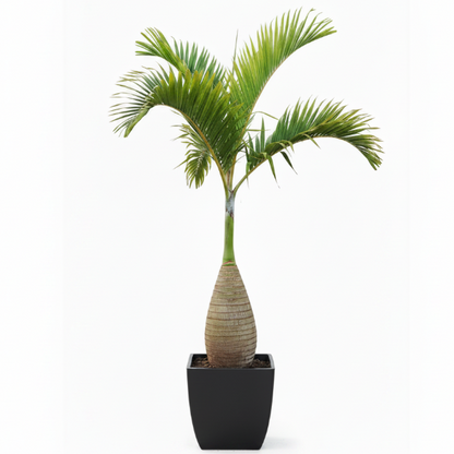 Bottle Palm, Hyophorbe Lagenicaulis