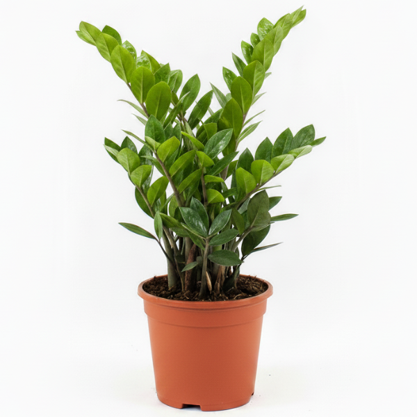 ZZ Plant, Zamioculcas Zamiifolia, Zanzibar Gem