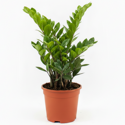 ZZ Plant, Zamioculcas Zamiifolia, Zanzibar Gem