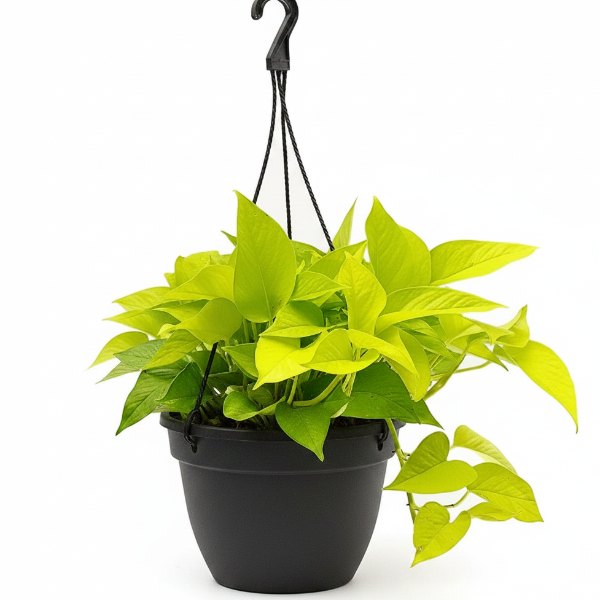 Neon Pothos