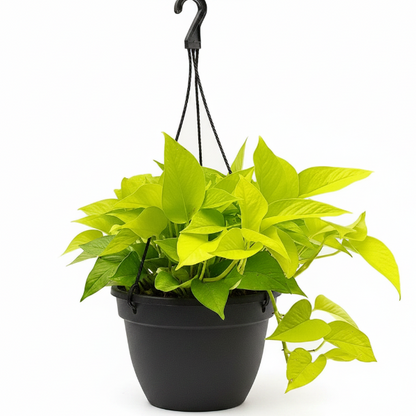 Neon Pothos