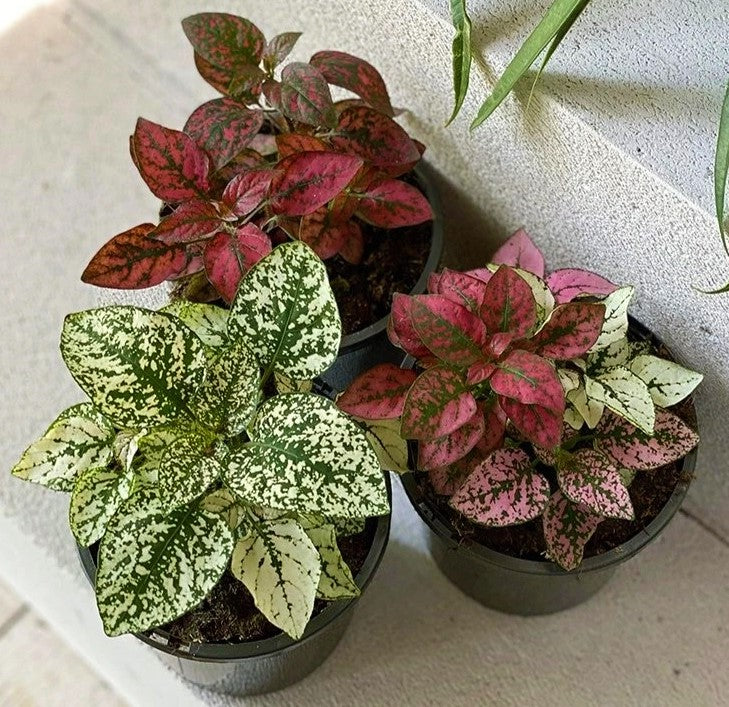 Polka Dot Plant, Hypoestes Phyllostachya Outdoor - www.Greenie.ae Buy online Best and Healthy Plants and quality products guarantee in Dubai Plants Shop in Dubai Abu Dhabi all over UAE Plants near me Fresh Plants in Dubai where to buy plants in UAE - Greenie.ae