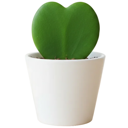 Lucky Heart, Hoya Kerrii