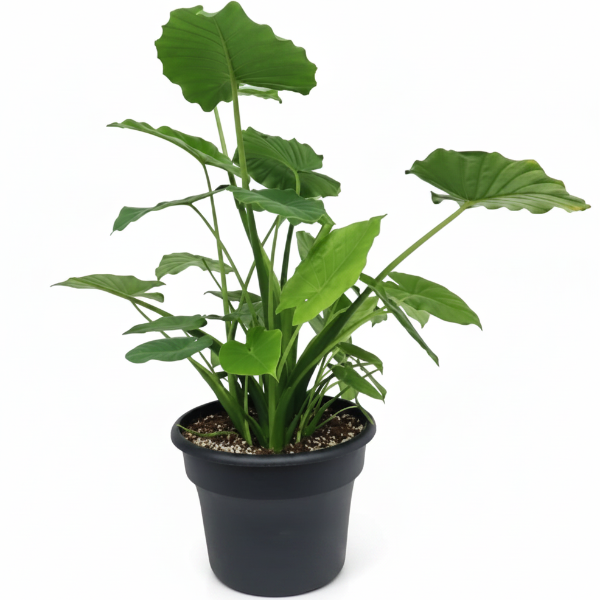 Alocasia Gageana, Elephant Ear, Alocasia California - Greenie.ae Dubai UAE Delivery Online Shop
