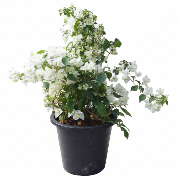 Bougainvillea Glabra White