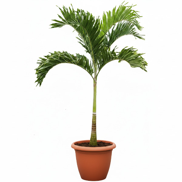 Manila Palm, Veitchia Merrillii - Greenie.ae Dubai UAE Delivery Online Shop