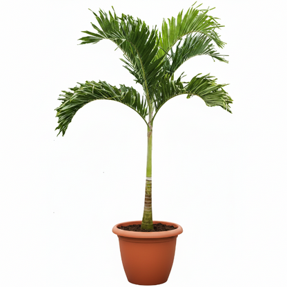 Manila Palm, Veitchia Merrillii - Greenie.ae Dubai UAE Delivery Online Shop