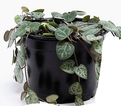 String of Hearts, Ceropegia Woodii