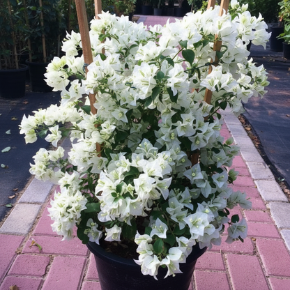 Bougainvillea Glabra White