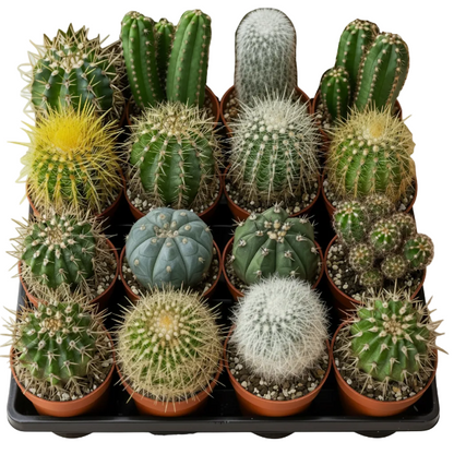 Ornamental Cactus Small - Greenie.ae Dubai UAE Delivery Online Shop