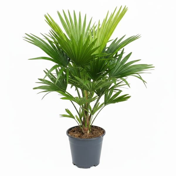 Chinese Fan Palm, Livistona Chinensis, Fountain Palm