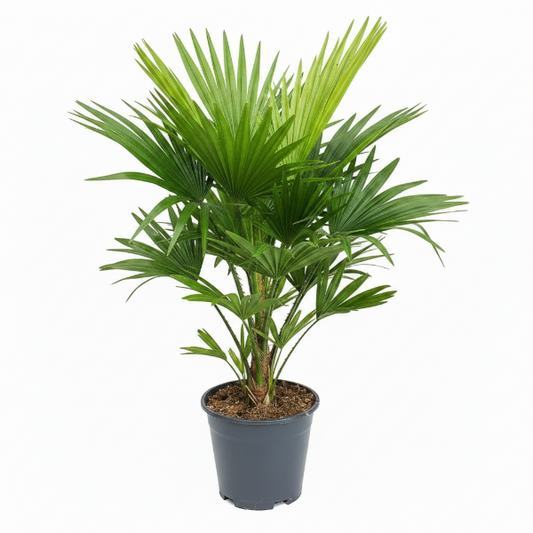 Chinese Fan Palm, Livistona Chinensis, Fountain Palm