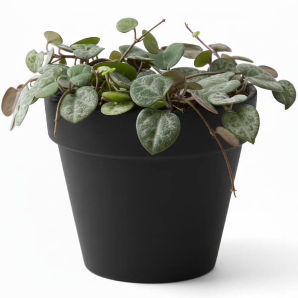 String of Hearts, Ceropegia Woodii