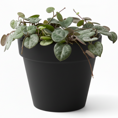 String of Hearts, Ceropegia Woodii