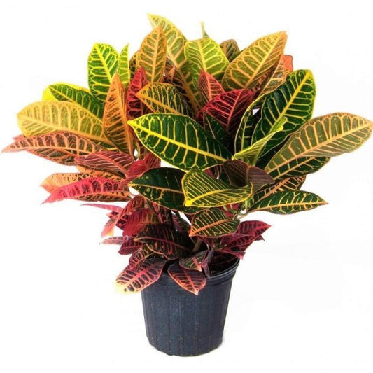 Croton Petra, Garden Croton (Outdoor) - www.Greenie.ae Buy online Best and Healthy Plants and quality products guarantee in Dubai Plants Shop in Dubai Abu Dhabi all over UAE Plants near me Fresh Plants in Dubai where to buy plants in UAE - Greenie.ae
