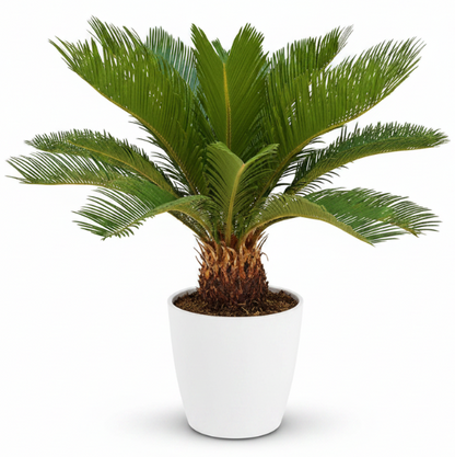 Cycas Revoluta, Sago Palm , Palm Fern, indoor