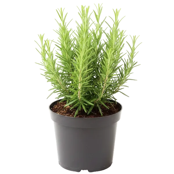 Rosmarinus Officialis, Rosemary Herb Outdoor