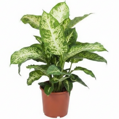 Dieffenbachia Seguine, Maroba, Mars