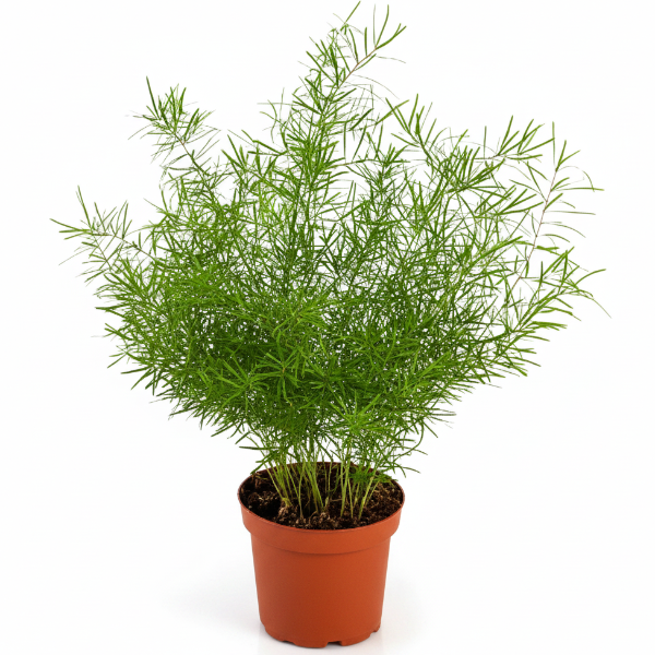 Asparagus sprengeri, Emerald feather, Emerald fern, Sprenger’s asparagus (small)
