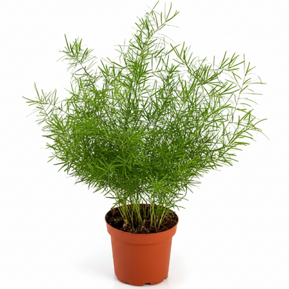Asparagus sprengeri, Emerald feather, Emerald fern, Sprenger’s asparagus (small)
