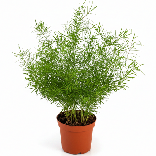 Asparagus sprengeri, Emerald feather, Emerald fern, Sprenger’s asparagus (small)