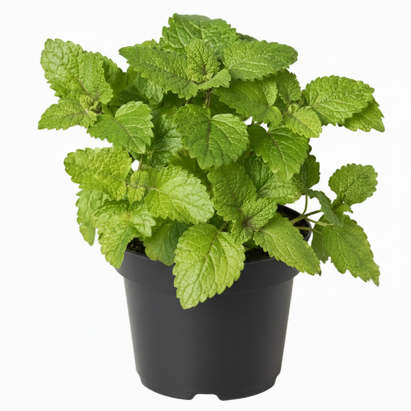 Mint Plant, Mentha - Greenie.ae Dubai UAE Delivery Online Shop