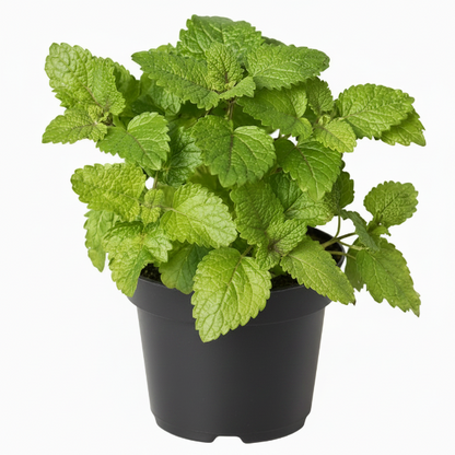 Mint Plant, Mentha - Greenie.ae Dubai UAE Delivery Online Shop