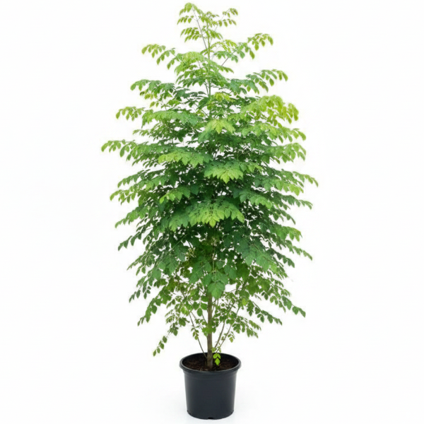 Moringa Oleifera, Drum Stick - Greenie.ae Dubai UAE Delivery Online Shop
