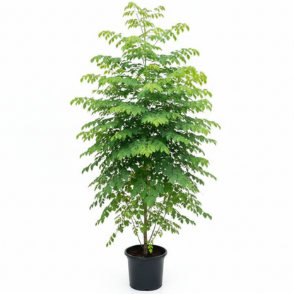Moringa Oleifera, Drum Stick - Greenie.ae Dubai UAE Delivery Online Shop