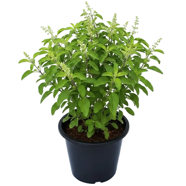 Tulsi plant, Ocimum Tenuiflorum, Holy Basil