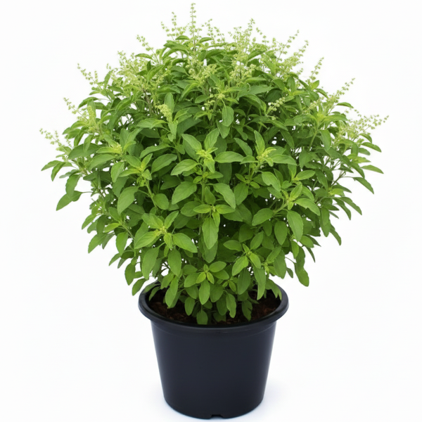 Tulsi plant, Ocimum Tenuiflorum, Holy Basil