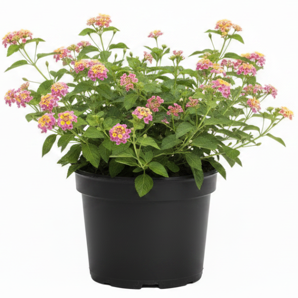 Lantana Camara, Pinkmound, West Indian Lantana - Greenie.ae Dubai UAE Delivery Online Shop