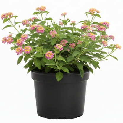 Lantana Camara, Pinkmound, West Indian Lantana - Greenie.ae Dubai UAE Delivery Online Shop