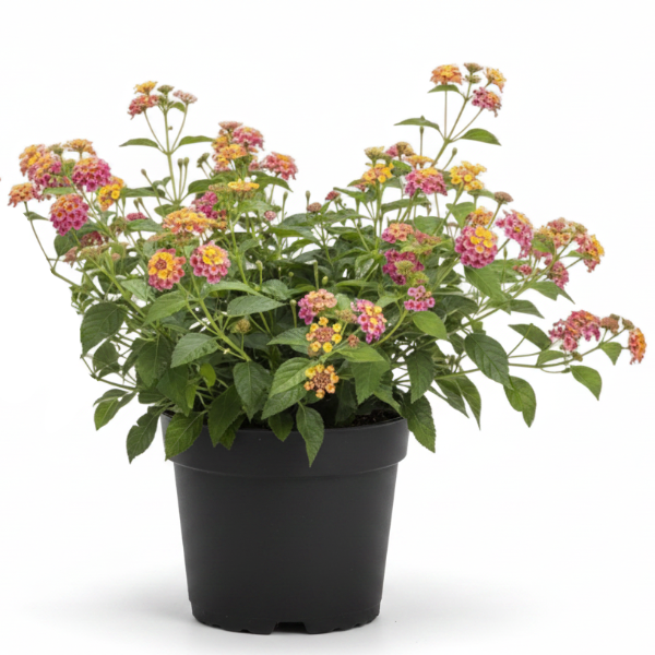Lantana Camara, Pinkmound, West Indian Lantana - Greenie.ae Dubai UAE Delivery Online Shop