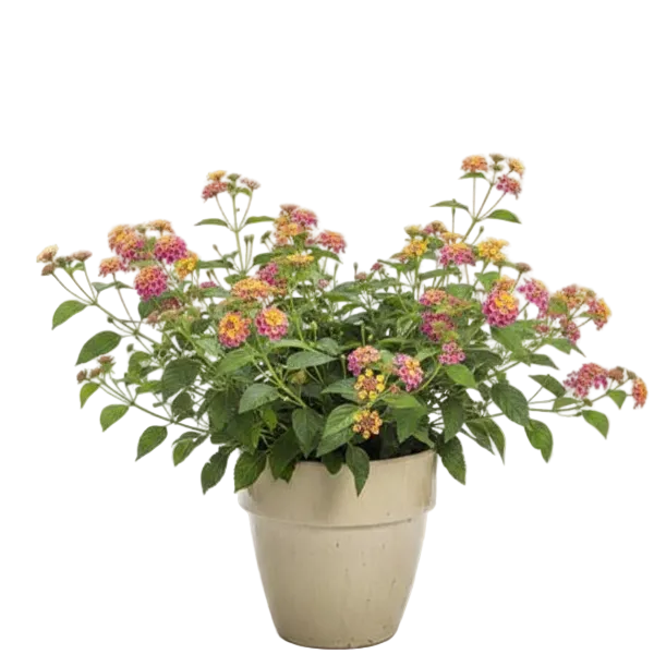 Lantana Camara, Pinkmound, West Indian Lantana - Greenie.ae Dubai UAE Delivery Online Shop