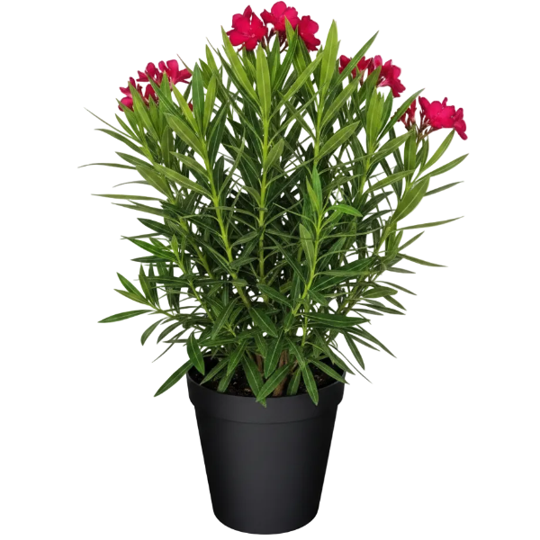 Nerium Oleander - Greenie.ae Dubai UAE Delivery Online Shop
