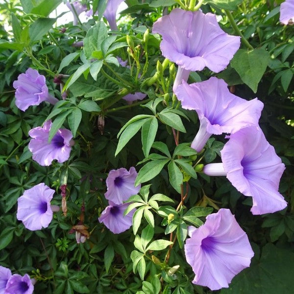 Ipomoea cairica, Cairo morning glory, coast morning glory - www.Greenie.ae Buy online Best and Healthy Plants and quality products guarantee in Dubai Plants Shop in Dubai Abu Dhabi all over UAE Plants near me Fresh Plants in Dubai where to buy plants in UAE - Greenie.ae