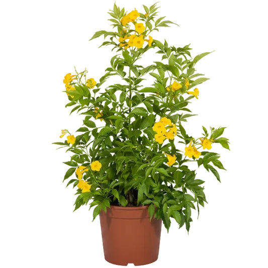 A potted flowering plant with green foliage and bright yellow blossoms in a brown plastic nursery pot, isolated on a white background.