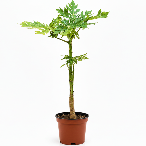 A potted papaya tree with green, deeply lobed leaves and a thick brown trunk, planted in a terracotta-colored plastic pot against a plain white background.