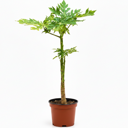 A potted papaya tree with green, deeply lobed leaves and a thick brown trunk, planted in a terracotta-colored plastic pot against a plain white background.